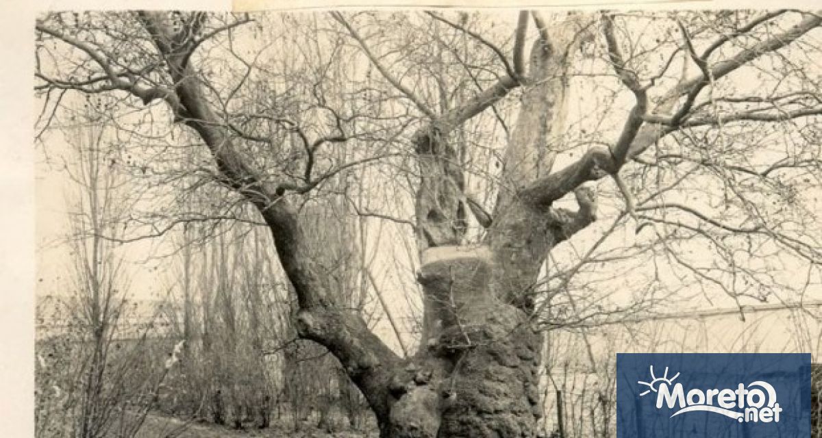 Едно от най старите дървета у нас се намира във варненския