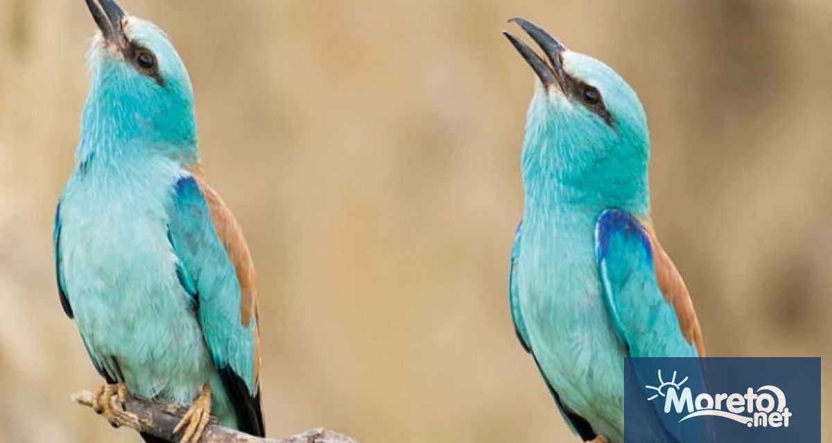 БДЗП представи резултатите от 19 годишно проучване на широкоразпространените видове птици