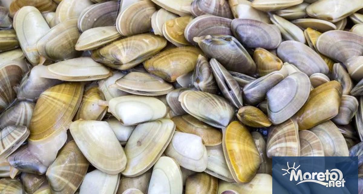 Протест в Бургас срещу тримесечната забрана за улов на бяла