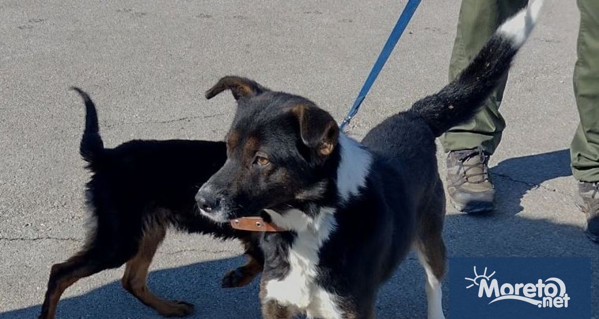 Търсят двама ветеринарни лекари за Общинския приют за безстопанствени кучета