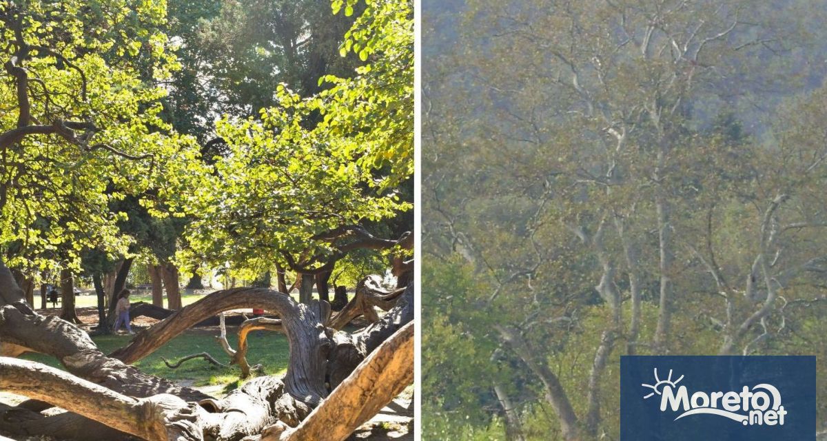 Две известни варненски дървета са финалисти в конкурса Дърво с