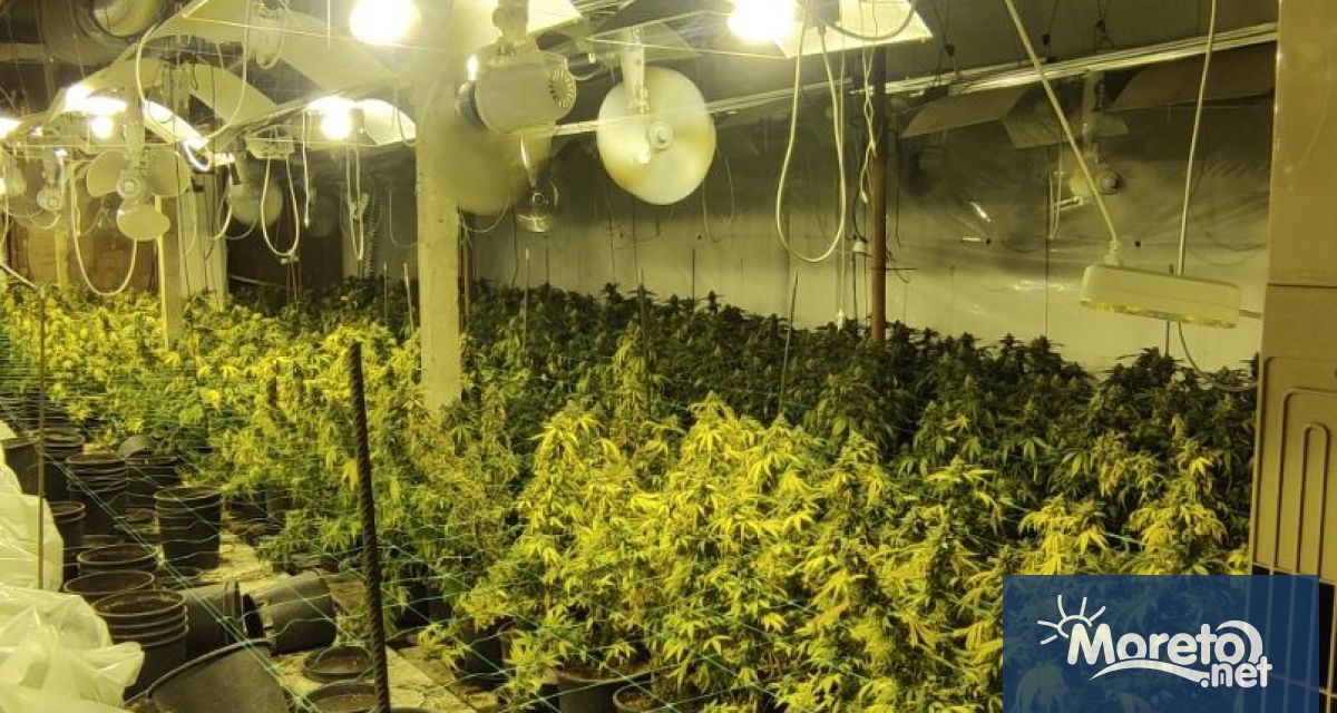 Криминалисти разбиха високотехнологична оранжерия за канабис с площ близо декар