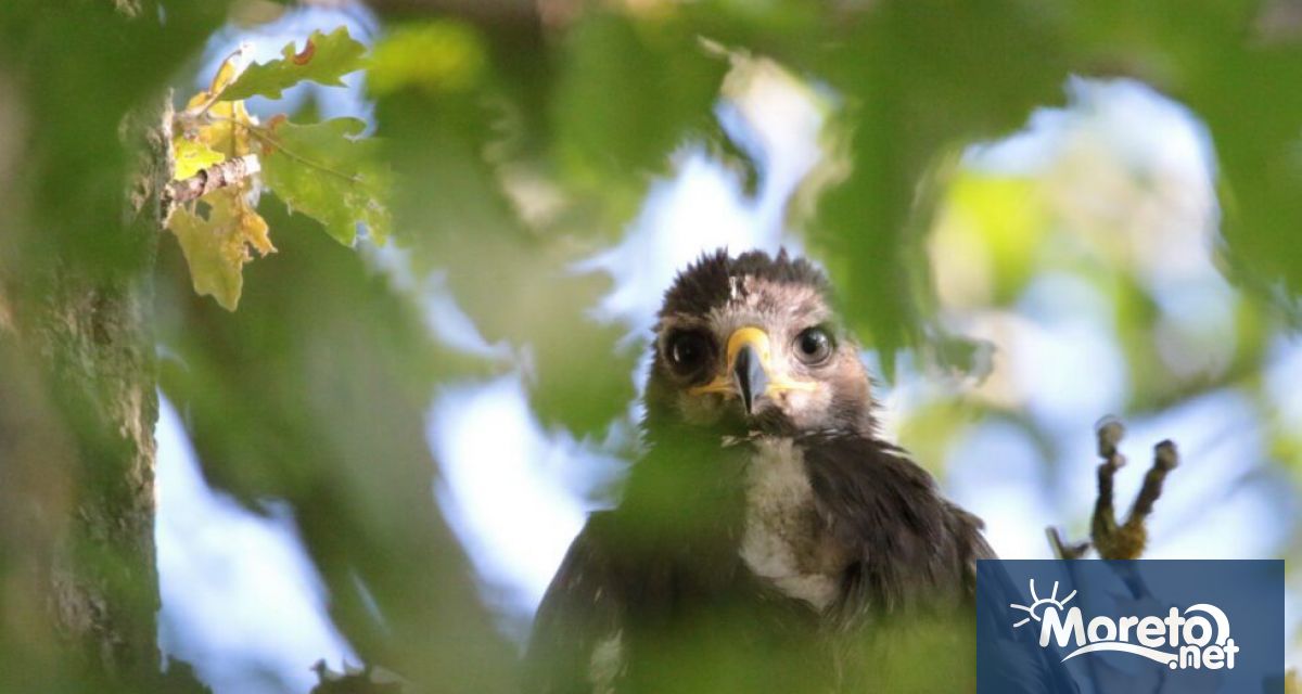 Орлето Илия на което през август орнитолози от БДЗП поставиха