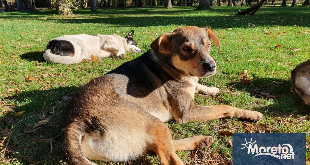 Под 1 3 от бездомните кучета във Варна са кастрирани Това