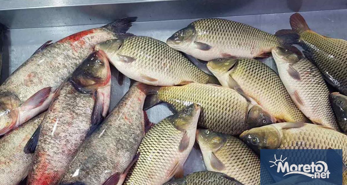 При закупуване на прясна риба потребителите трябва да следят повърхността