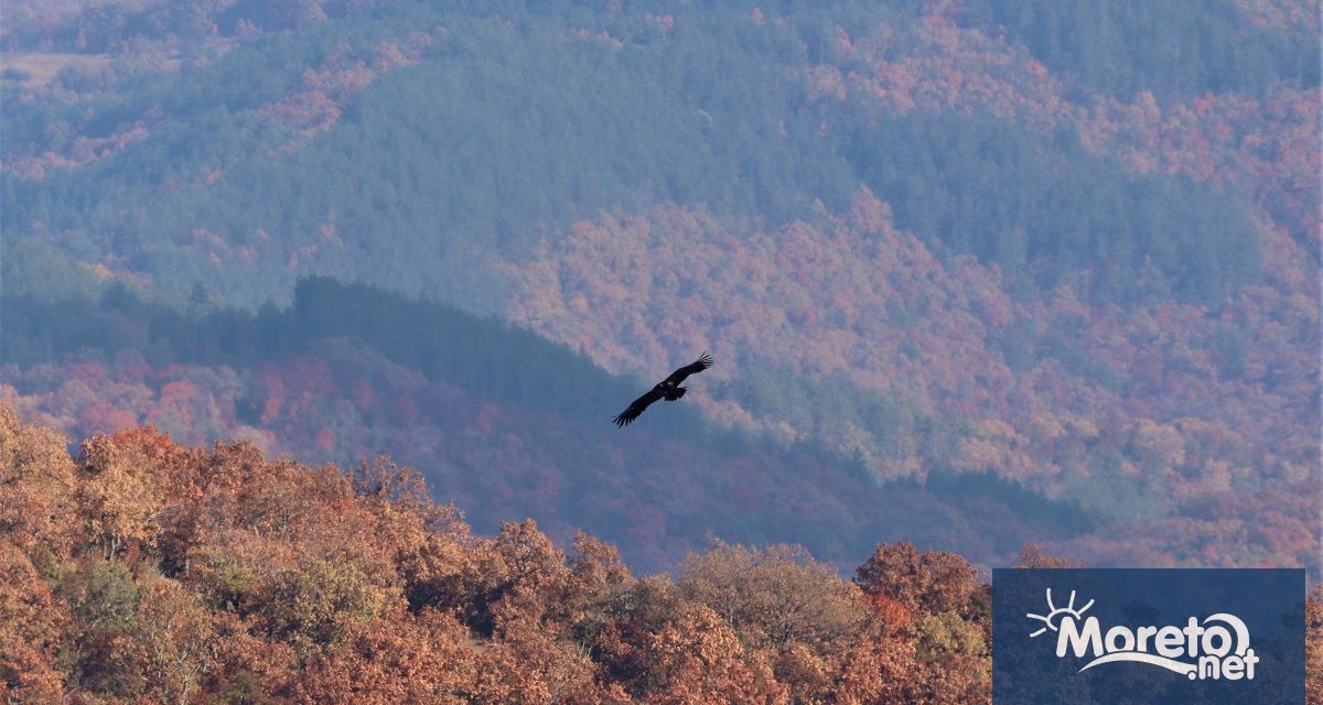 Една от освободените през ноември птици от застрашения в България
