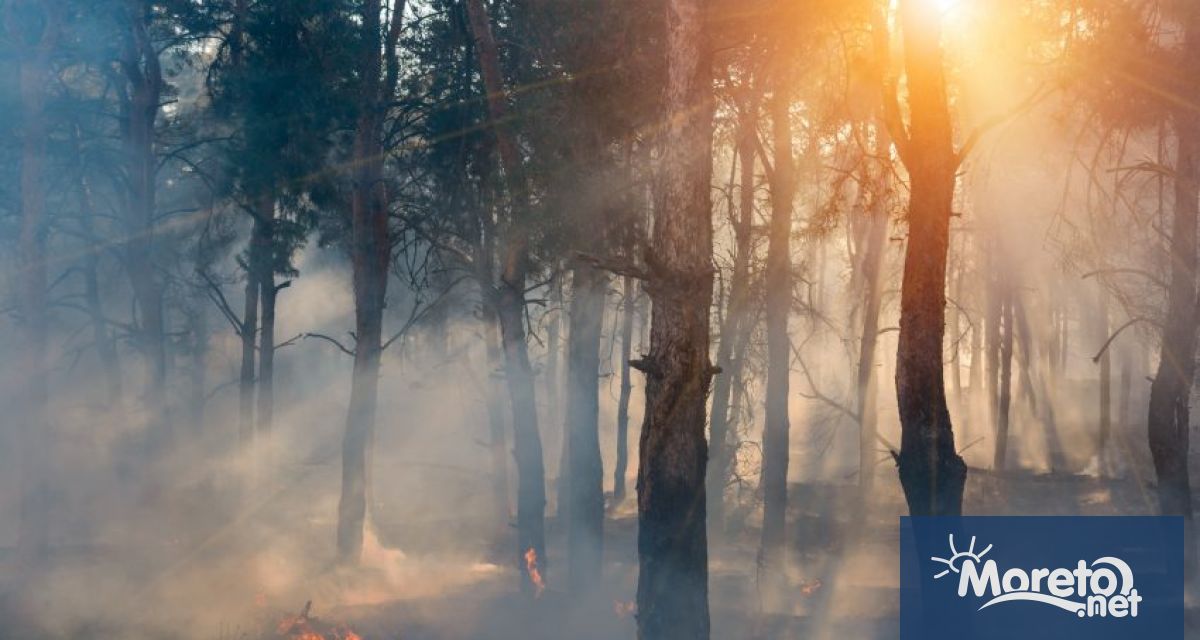 През изминалата година за пръв път във Великобритания беше регистрирана