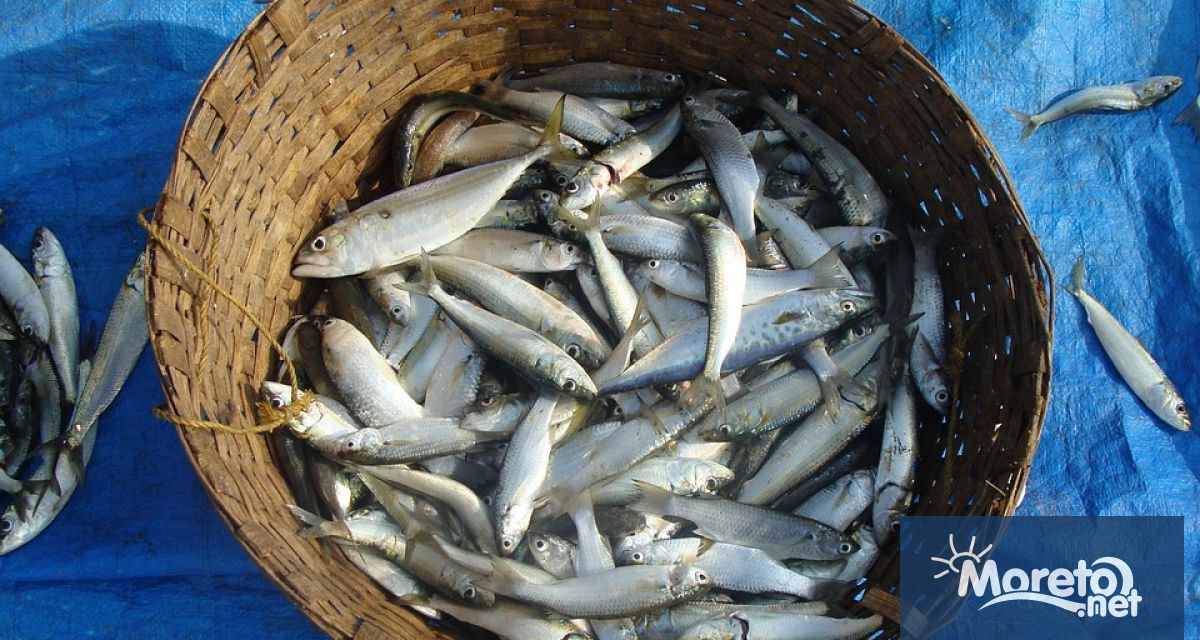 Изяждането на една сладководна риба уловена в река или езеро