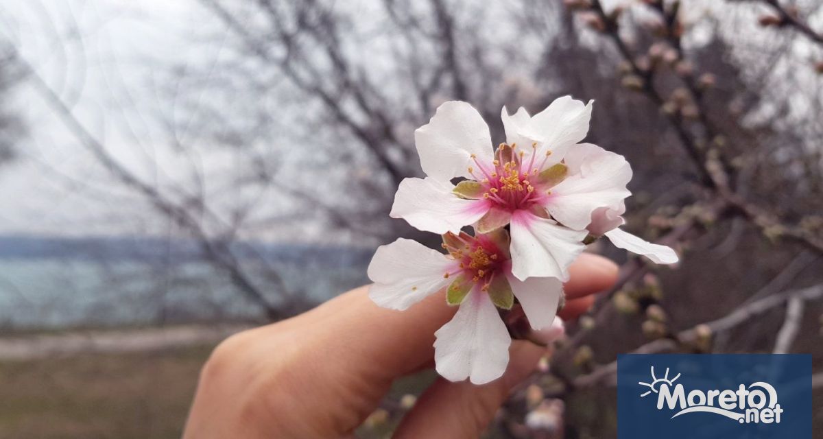 Дърво е цъфнало в Морската градина въпреки зимата видя репортер