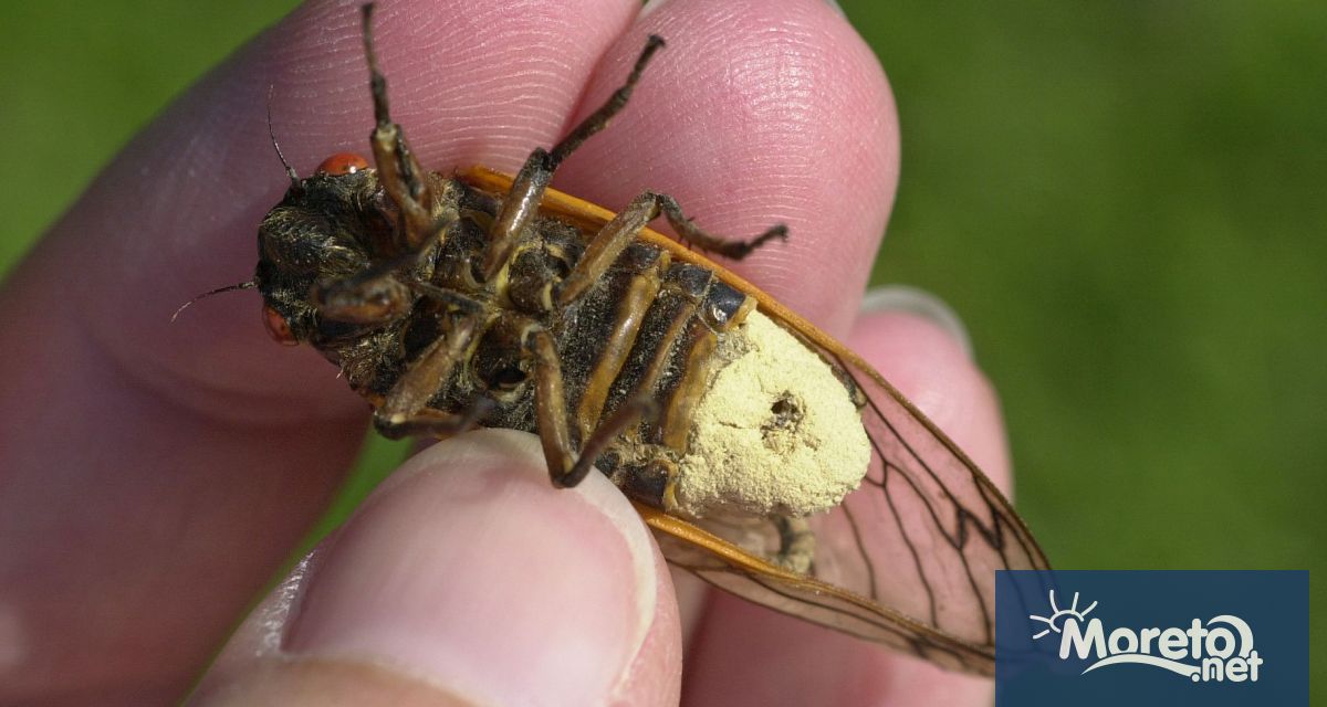 Благодарение на успеха на филми като Нощта на живите мъртви