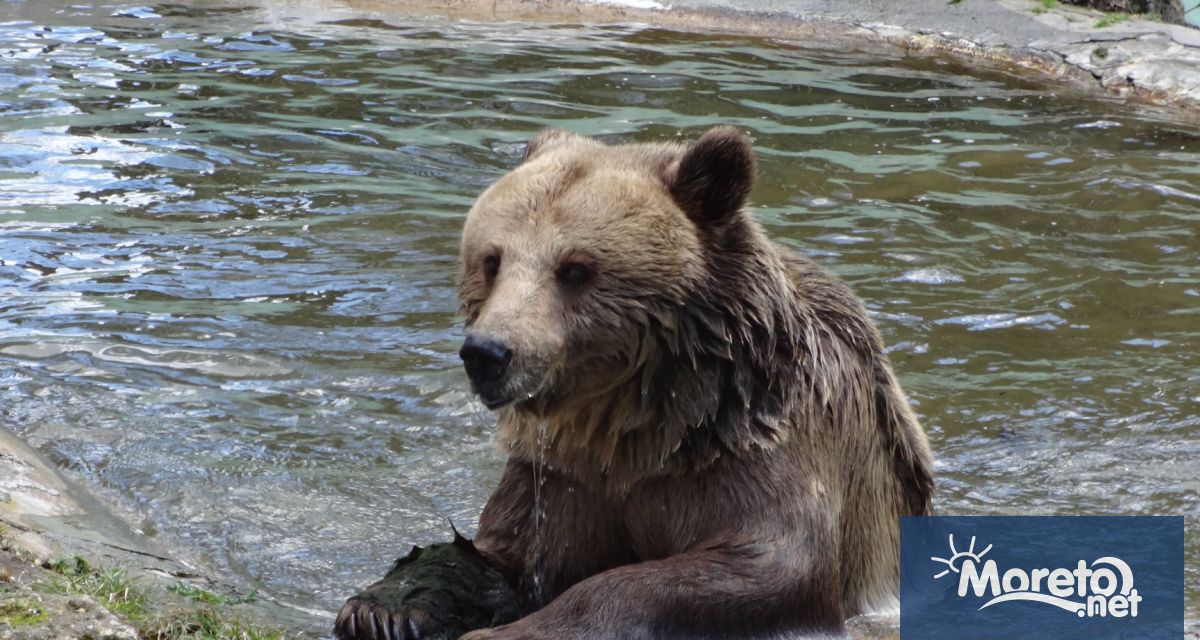 Мечката Свобода във варненския зоопарк днес навършва 34 години научи