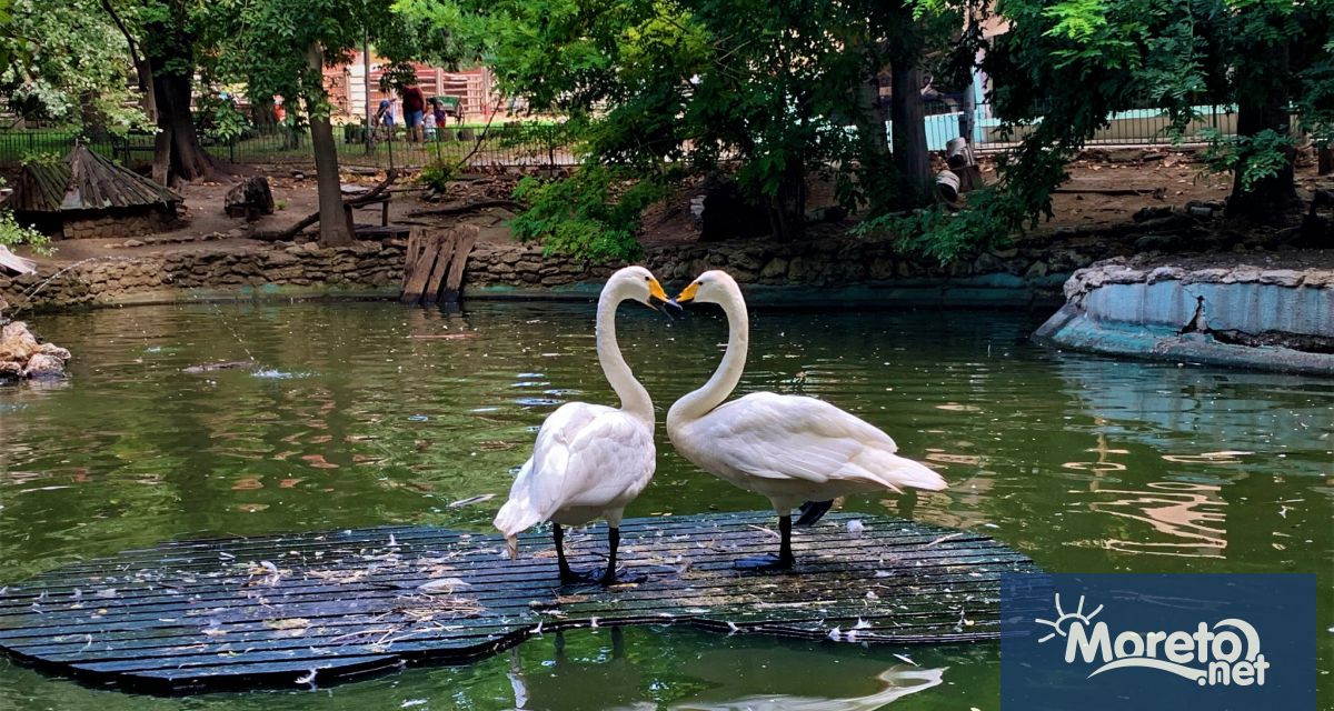 С началото на месеца на любовта от Варненския зоопарк обявиха