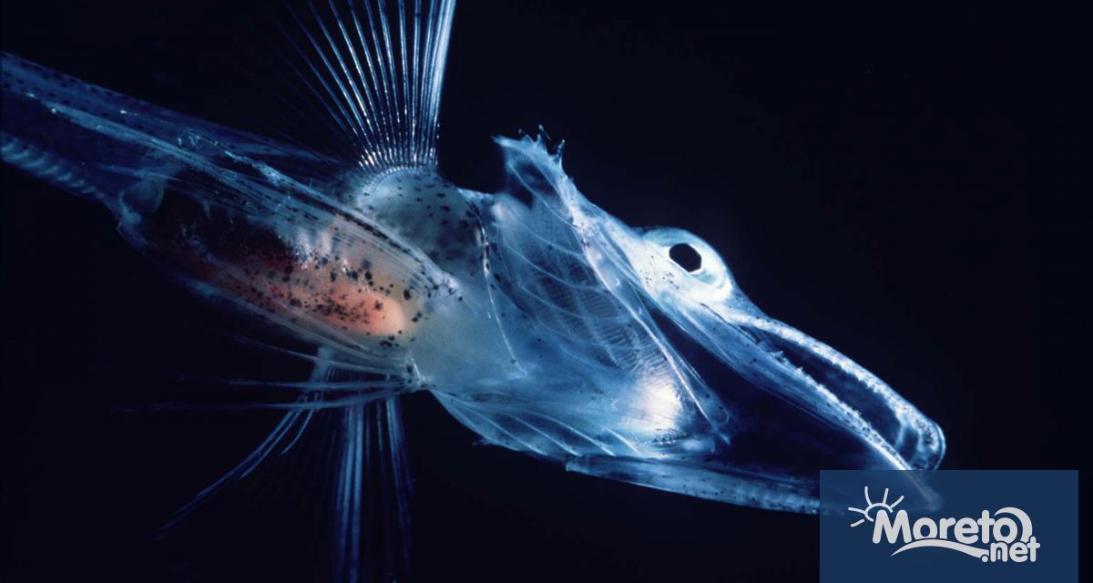 Последната група на 31 та Национална антарктическа експедиция заминава на 11