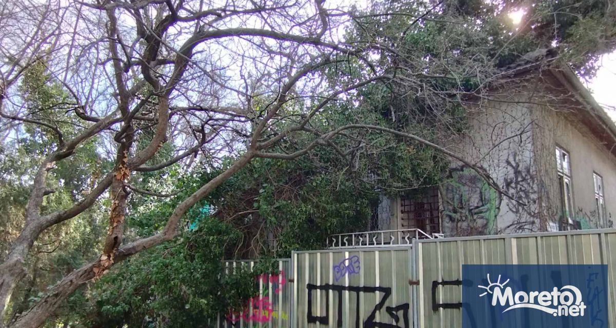 Огромно изкоренено дърво се с стоварило върху фасадата и покрива