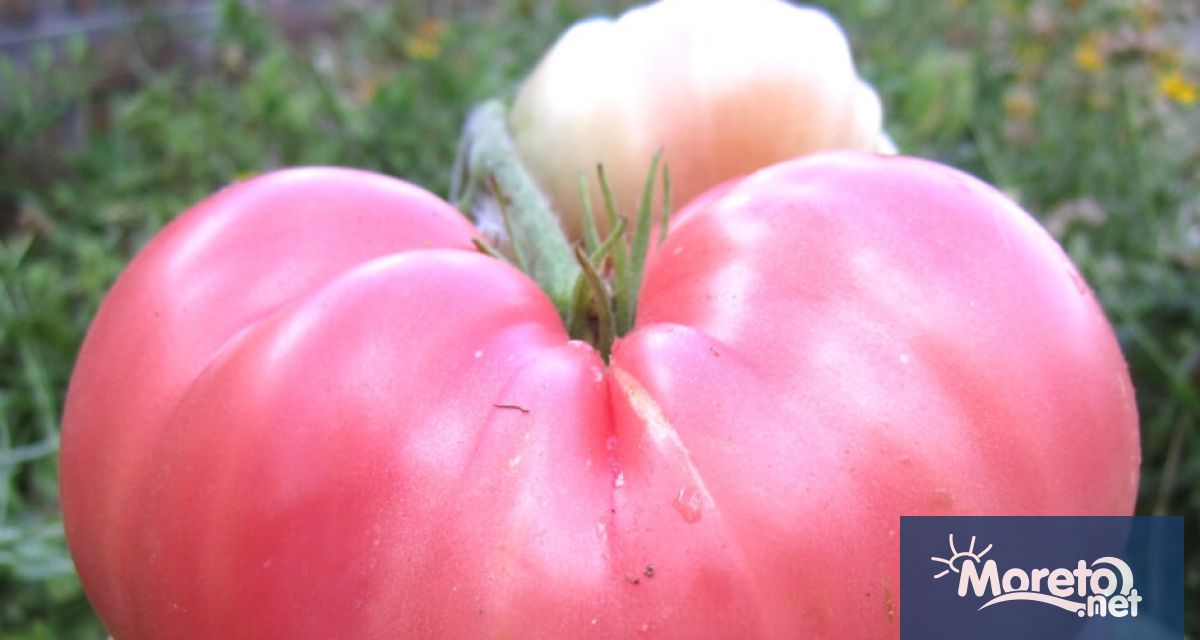 Розовият домат отгледан за първи път в българското село Куртово