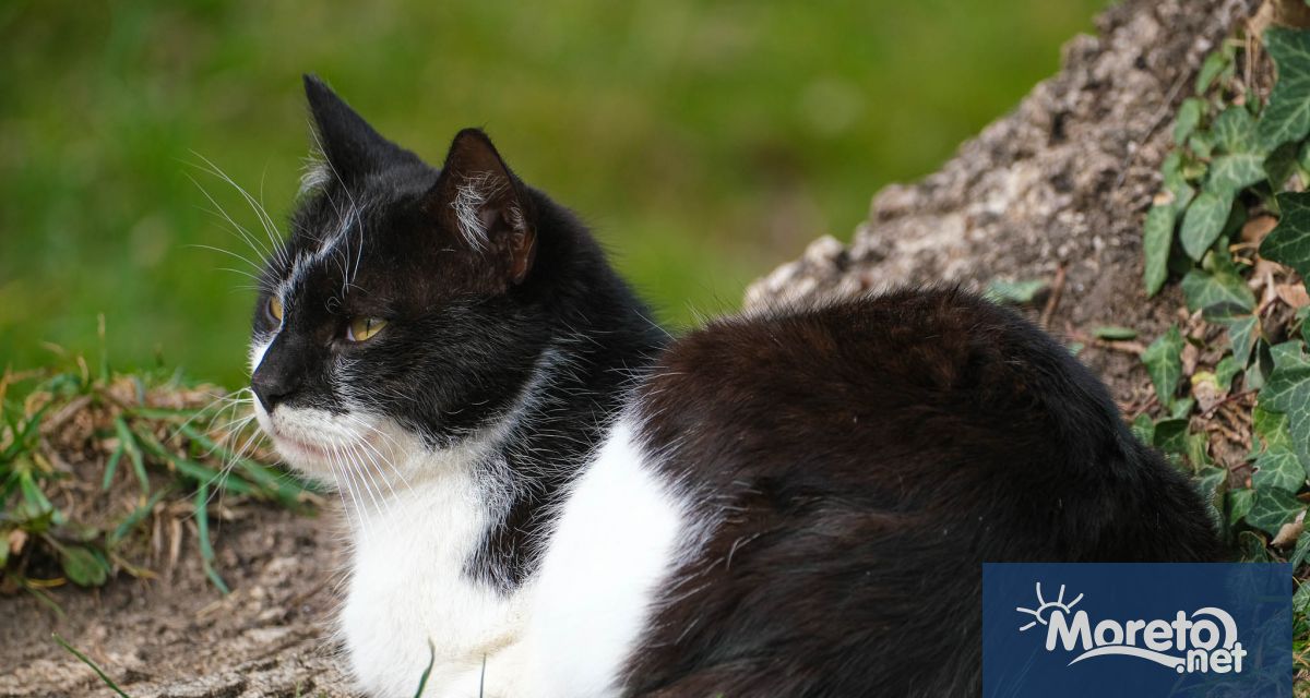 Кампания за кастриране на улични котки във Варна се нуждае