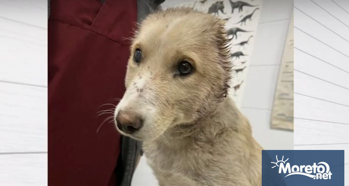 Трима задържани за зверското посегателство върху куче Разказахме ви за