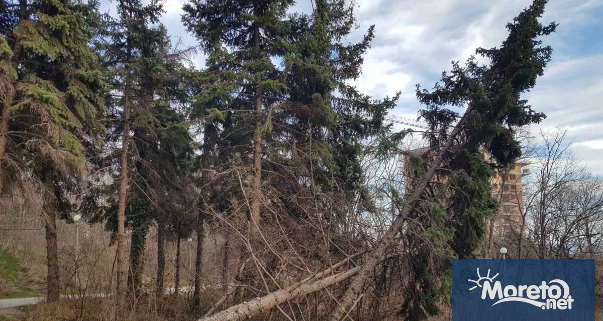 Десетки изсъхнали иглолистни дървета в парка край паметника на Почивка