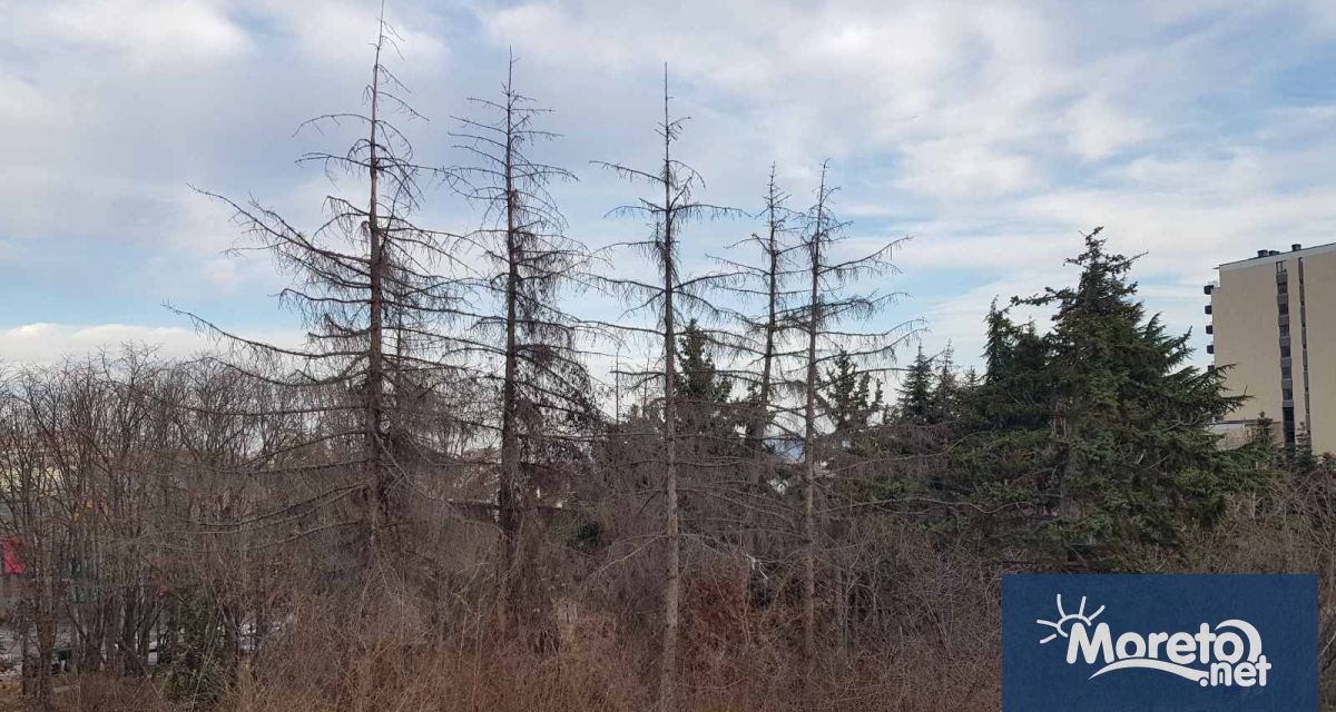 Морската градина беше разчистена ударно в рамките на няколко месеца