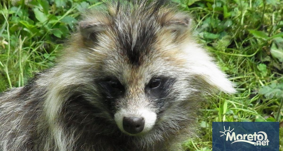 Международен екип от вирусолози оповести че е открил генетични данни