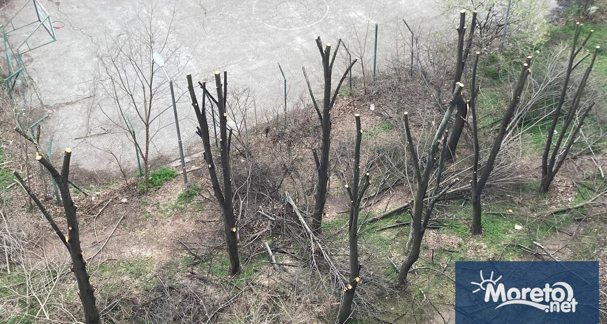 За неадекватна санитарна сеч алармира читател на Moreto net Случаят е