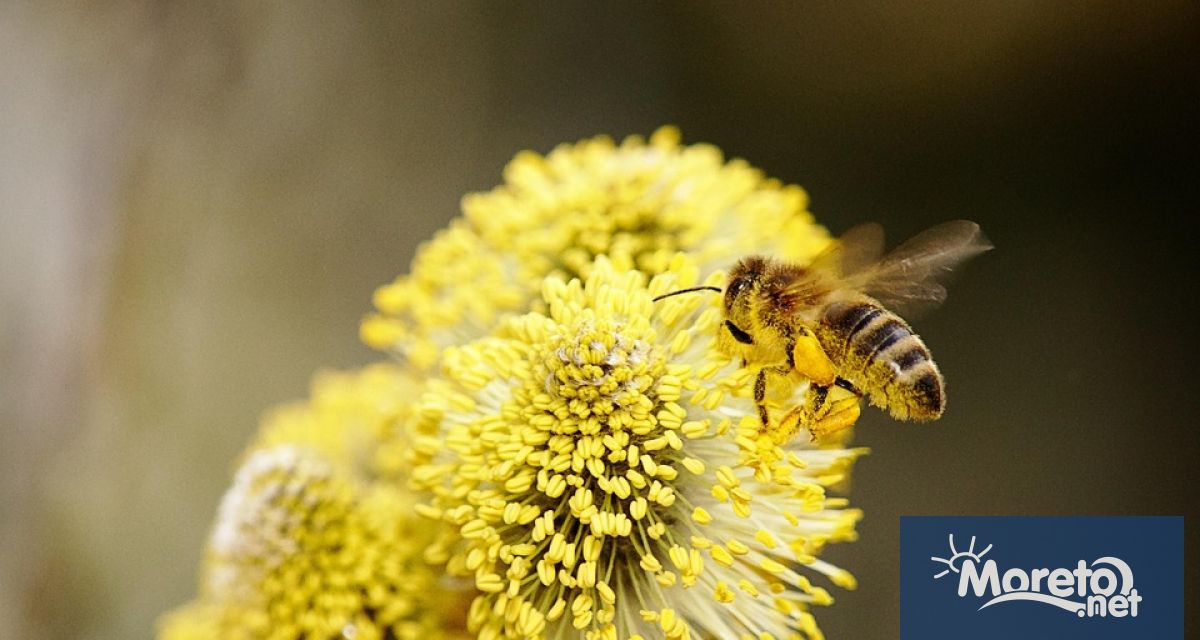 На 20 май празнуваме Световния ден на пчелите и всички