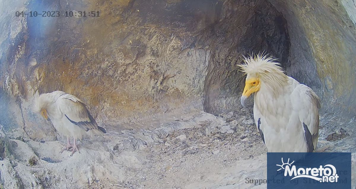 Преди броени дни известната в цял свят двойка египетски лешояди