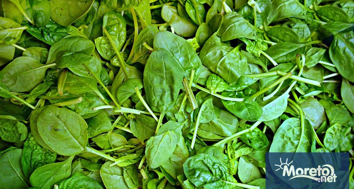 Спанакът е богат на хранителни вещества и може да бъде