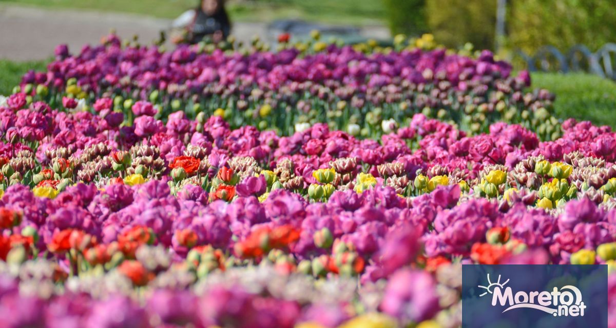 Над 47 000 стръка лалета от 50 сорта и около