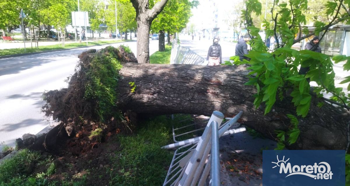 Огромно дърво падна на бул Осми приморски полк буквално на