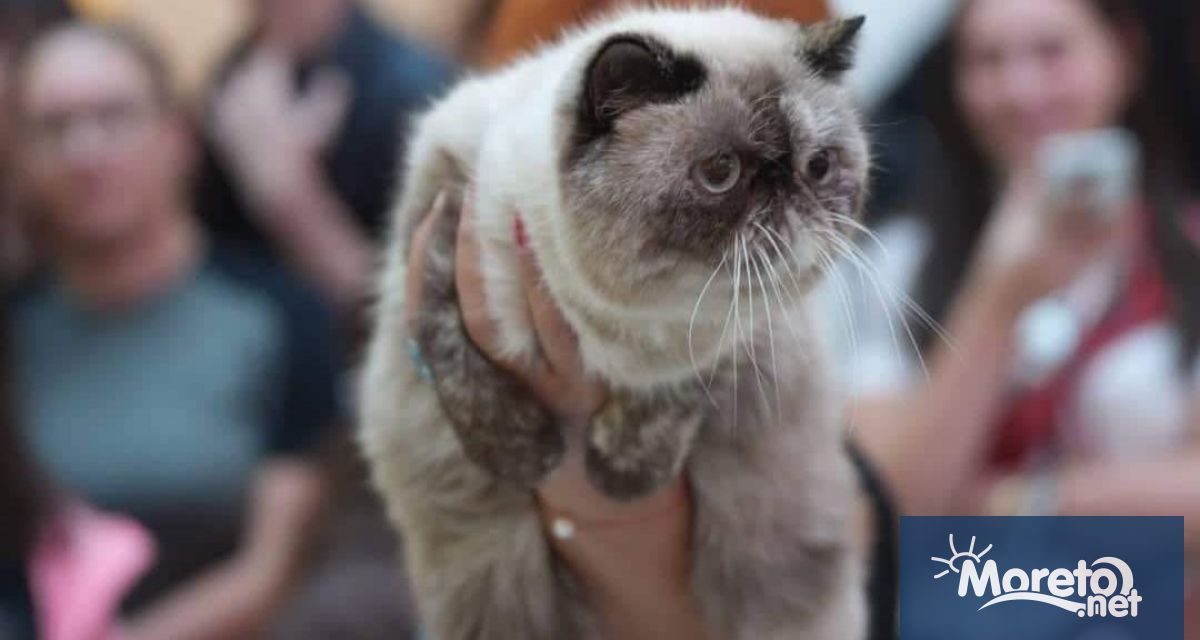 Световната изложба на котки продължава и днес 23 април в