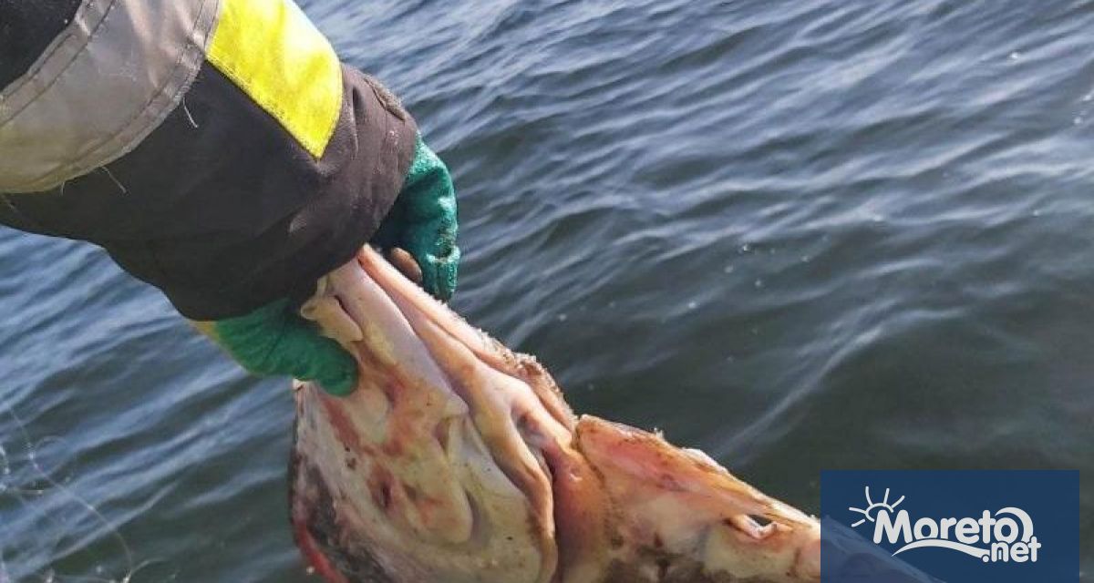 Във връзка с влязлата забрана за пролетно лятното размножаване на риби