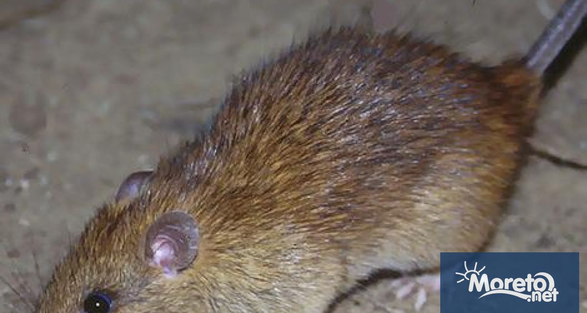 Започва дератизация на каналните шахти и дерета на територията на