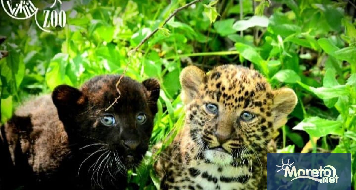 Две леопардчета са се родили във варненския зоопарк. За това