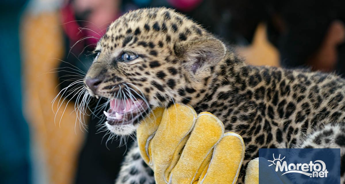 Двете леопардчета които се родиха на 10 април във варненския