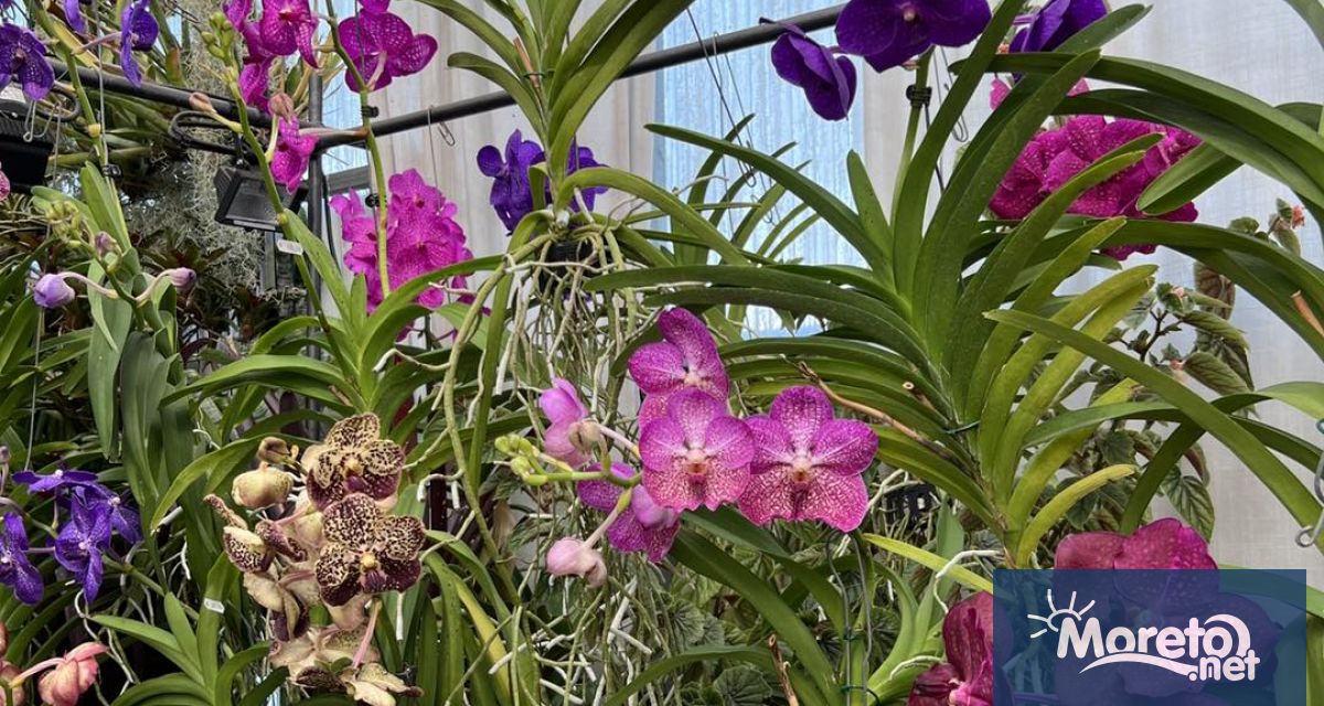 Едни от най-изумителните орхидеи – вандите, ще бъдат представени в