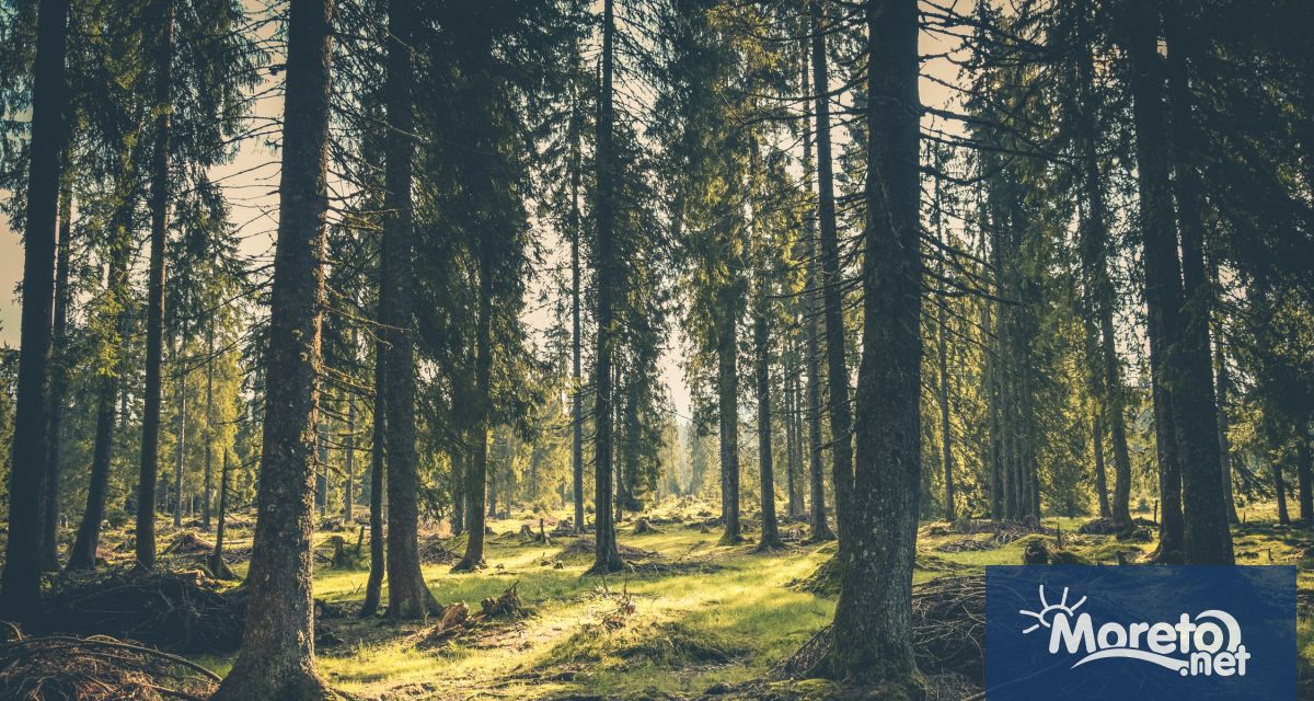 Мъжът който беше намерен в Пирин планина след като изчезнал