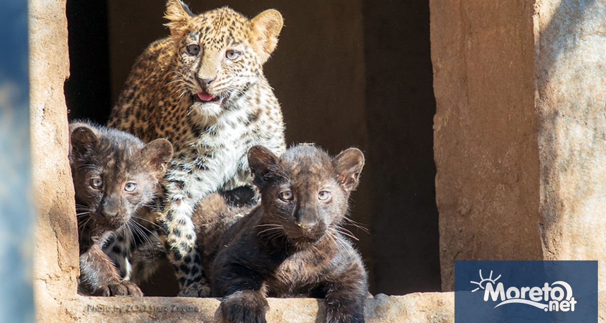 Извънредна ситуация в зоопарка в Стара Загора Евакуираха посетителите заради