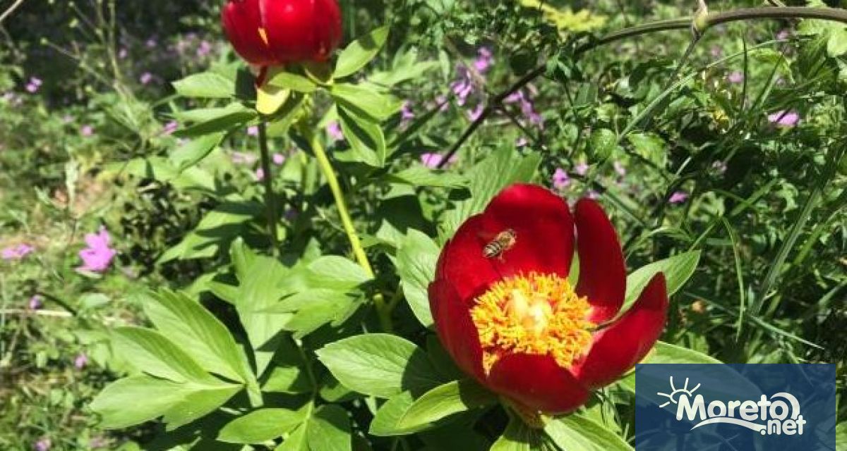 Солена глоба от над десет хиляди долара налага Турция за