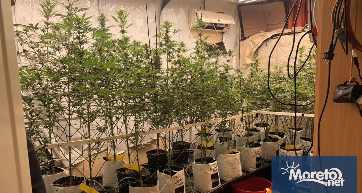 Високотехнологична оранжерия за отглеждане на наркотични вещества е разкрита вчера