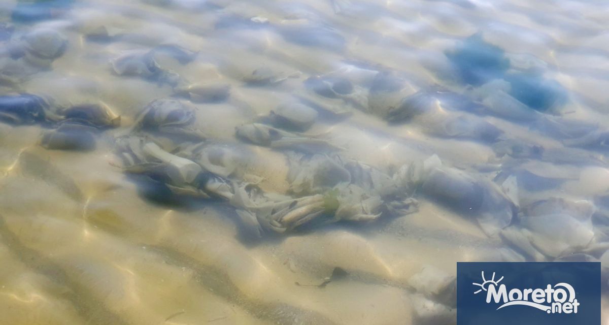 За кой ли път след всеки дъжд хиляди мокри кърпи