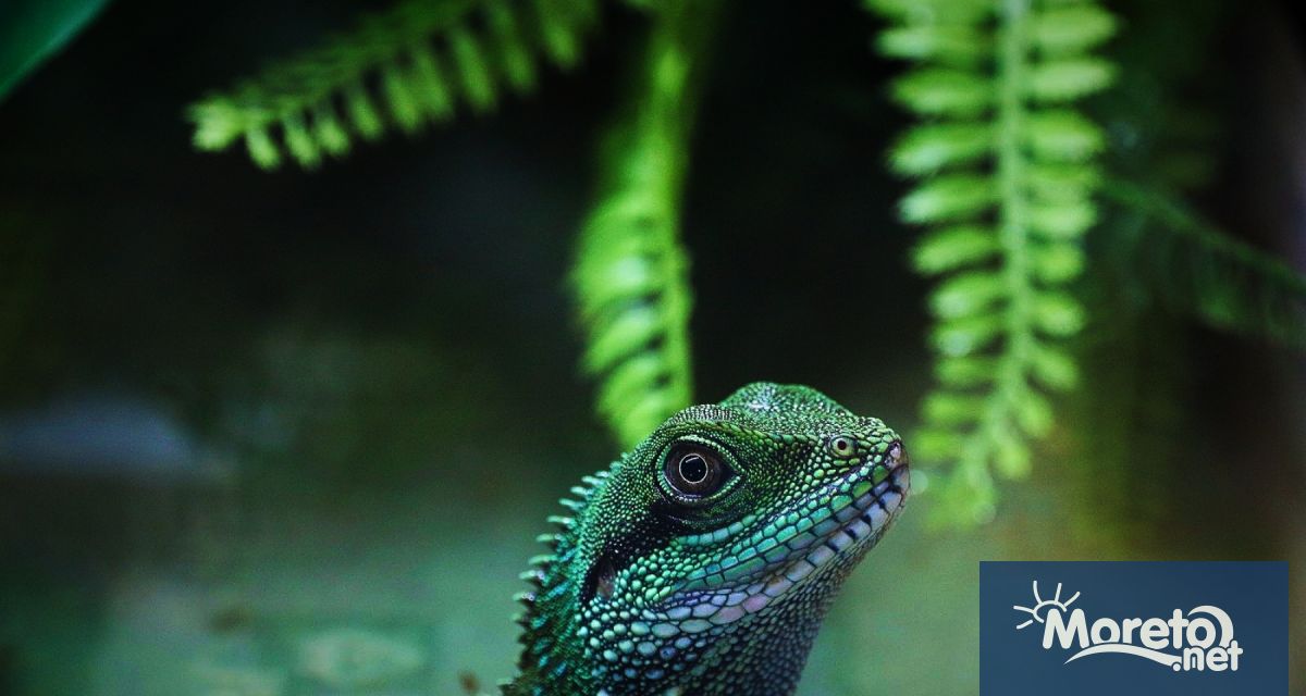 Над 70 вида екзотични животни заживяха в новия терариум във