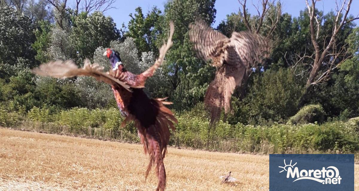 Над 200 броя фазани бяха разселени през почивните дни във