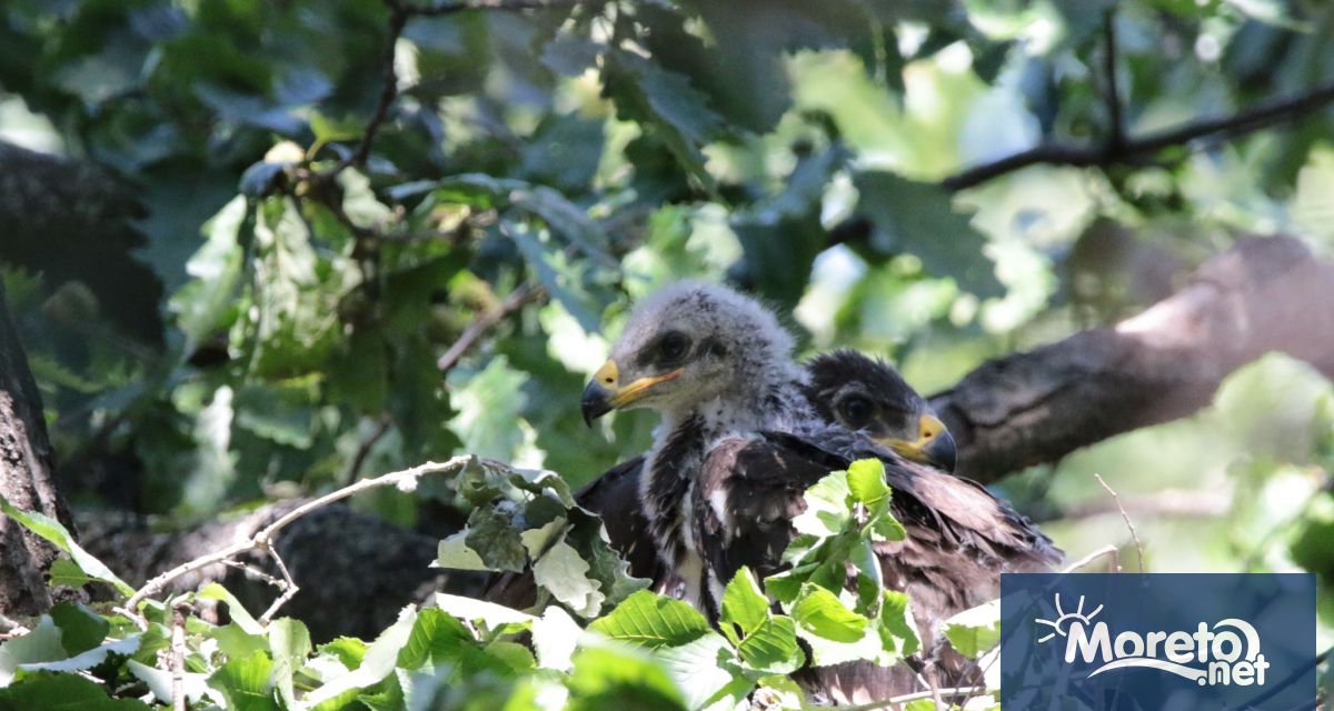 За първи път в страната ни екип на Българското дружество