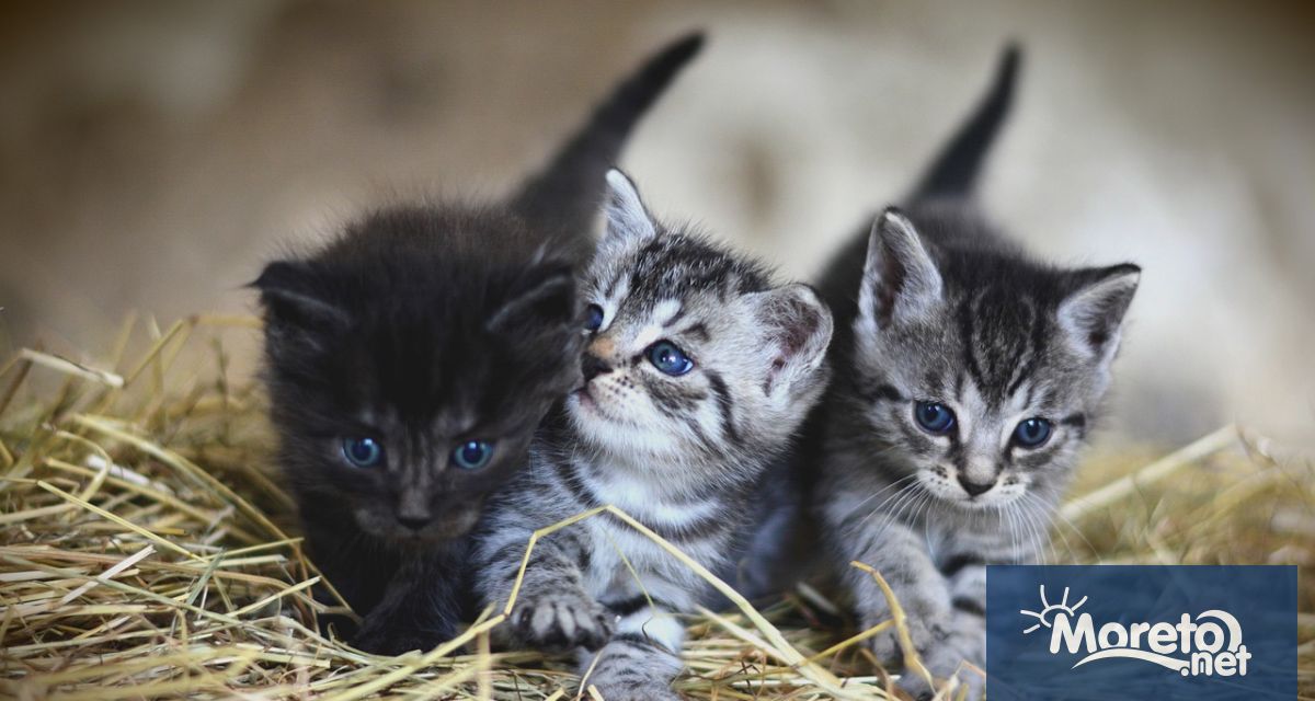 Глоба от 120 000 евро беше наложена на 76 годишен мъж