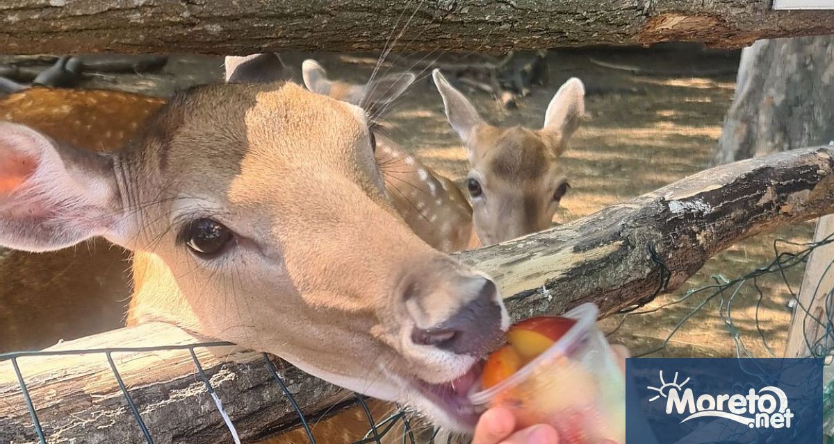 Вкусни ледените близалки за разхлада получиха обитателите на зоопарка във
