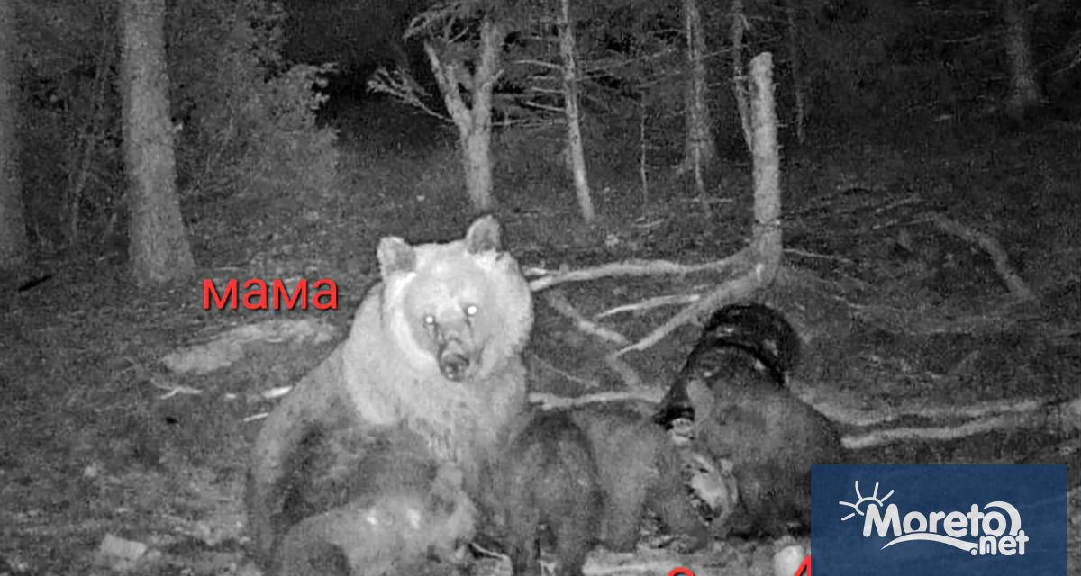 Изключително рядък природен феномен с кафява мечка бе документиран с