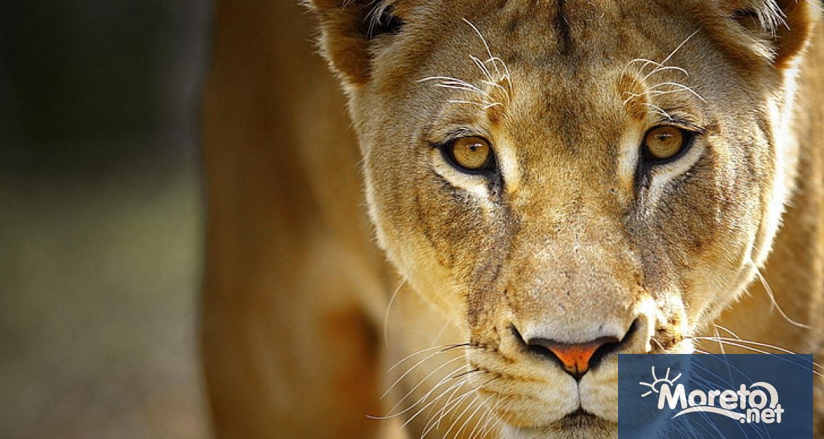 Германските власти издирват това което според тях е дива лъвица