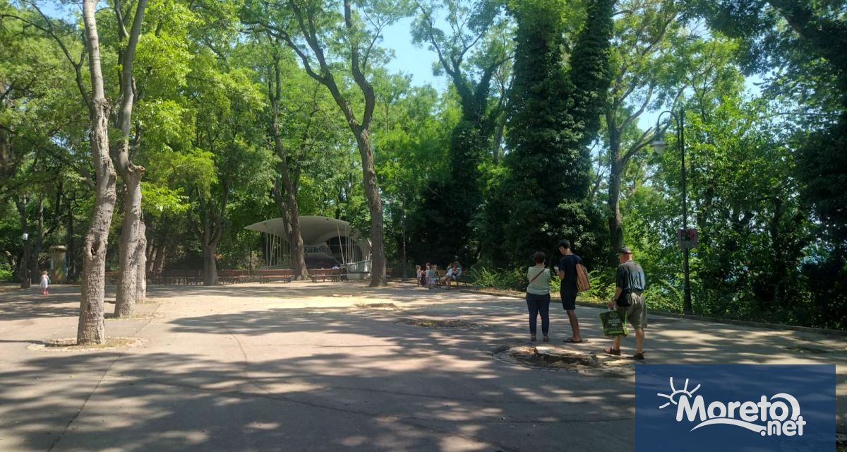 Няколко дървета са отрязани до дъно в Морската градина видя