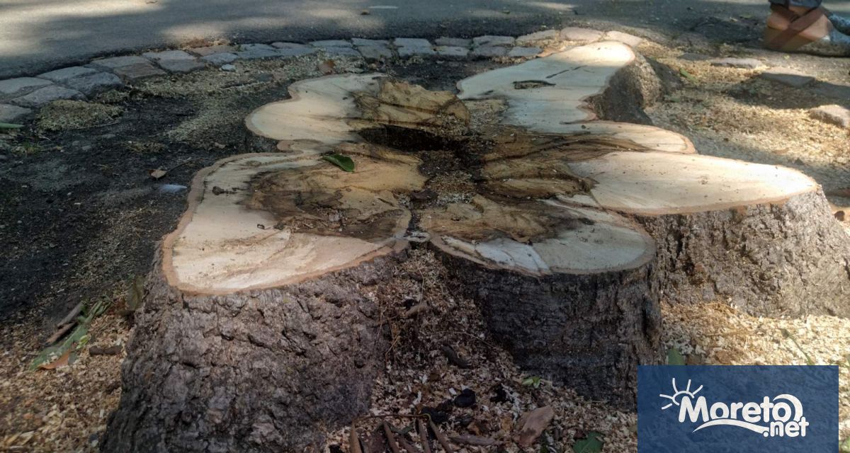Три броя опасни дървета от вида южна копривка в близост